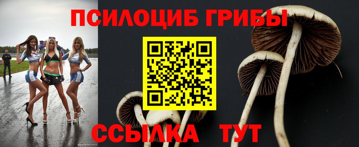 Псилоцибиновые грибы Psilocybe Братск